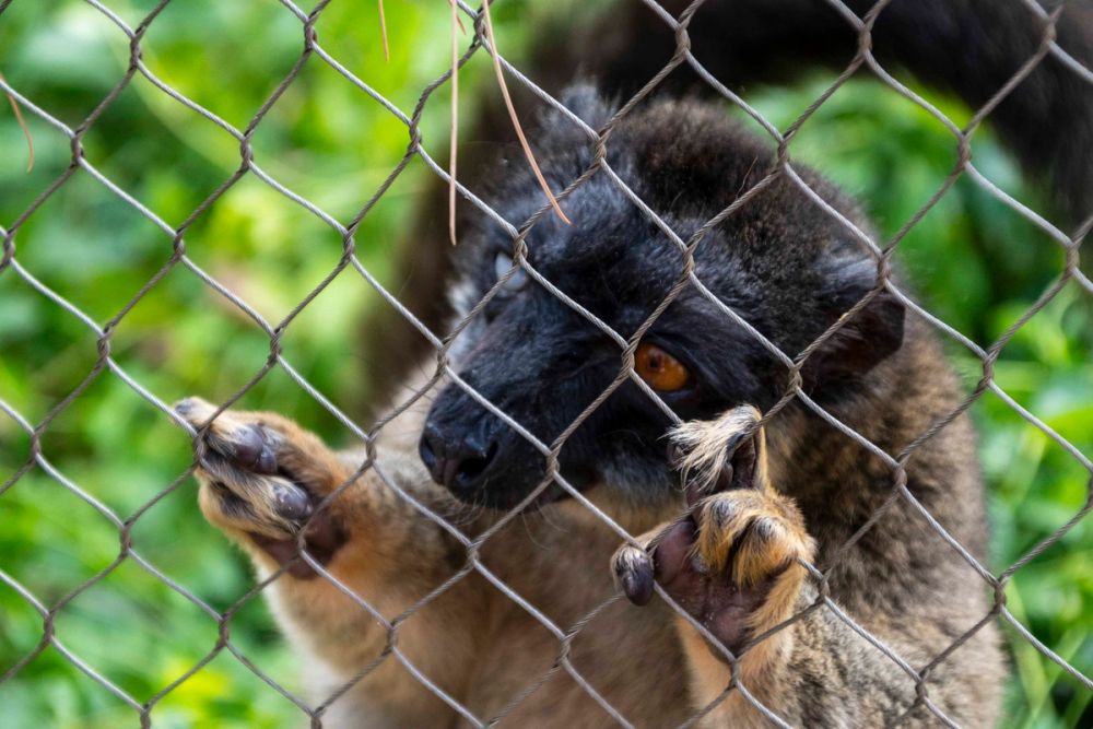 Zoo 29-07-2026