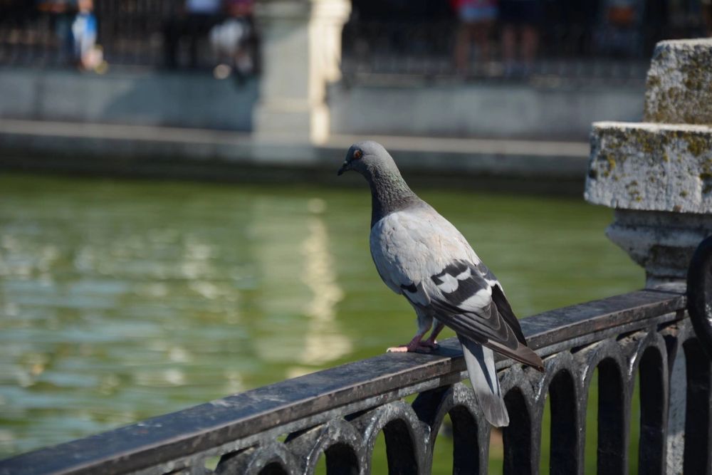 Parque del Retiro (Madrid) 18-08-2017