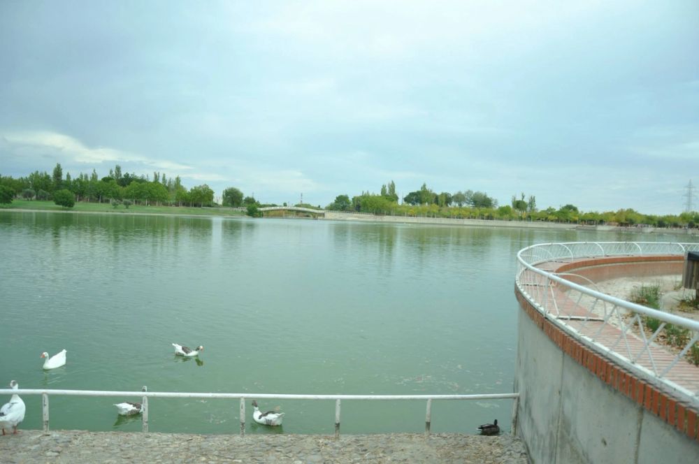 Ocas y patos en parque polvoranca (Leganes) 30-08-2014