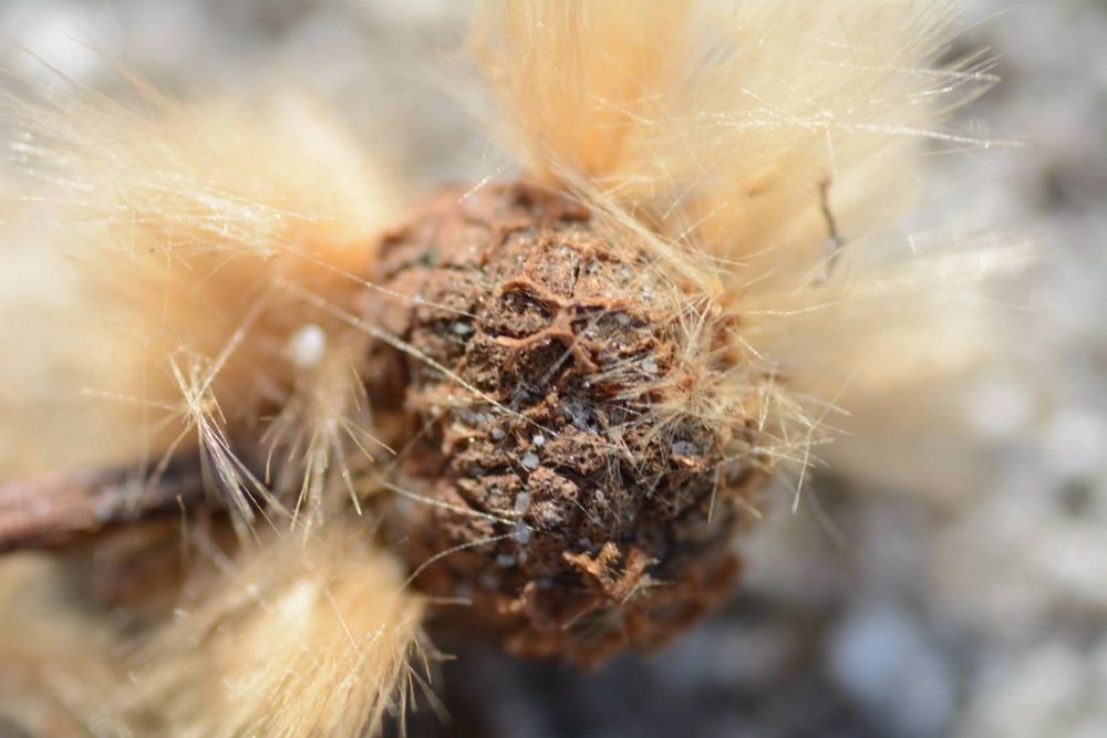 Fotografia Macro 2018