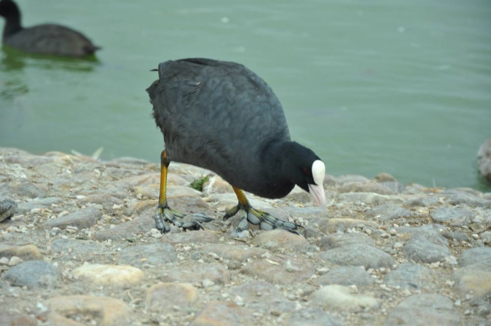 Ocas y patos en parque polvoranca (Leganes) 30-08-2014
