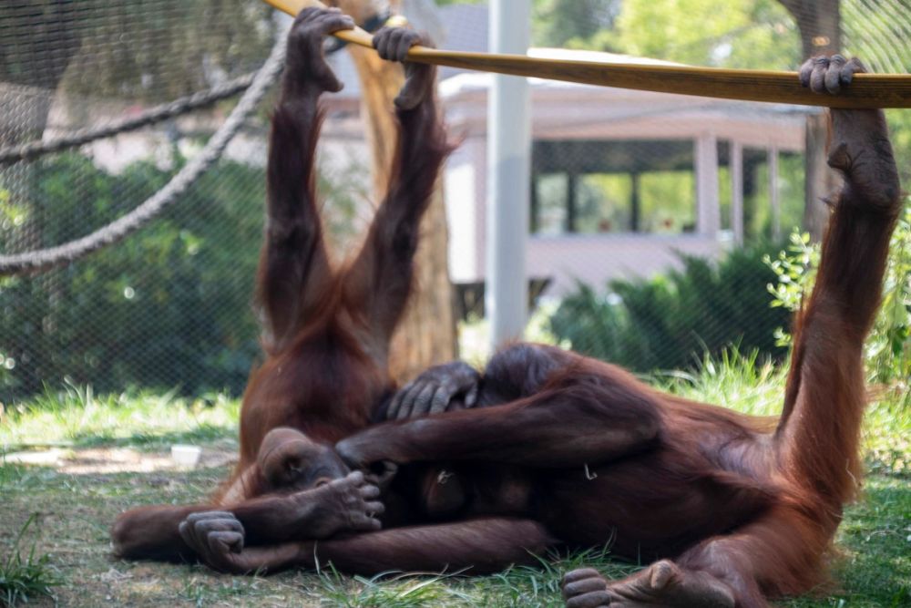 Zoo 29-07-2026