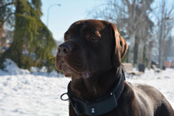 Conan en la nieve (leganes) 2021