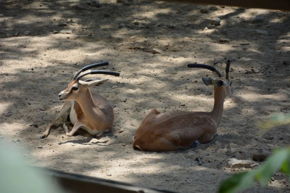 zoo 07-07-2018