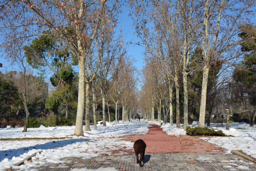 Conan en la nieve (leganes) 2021