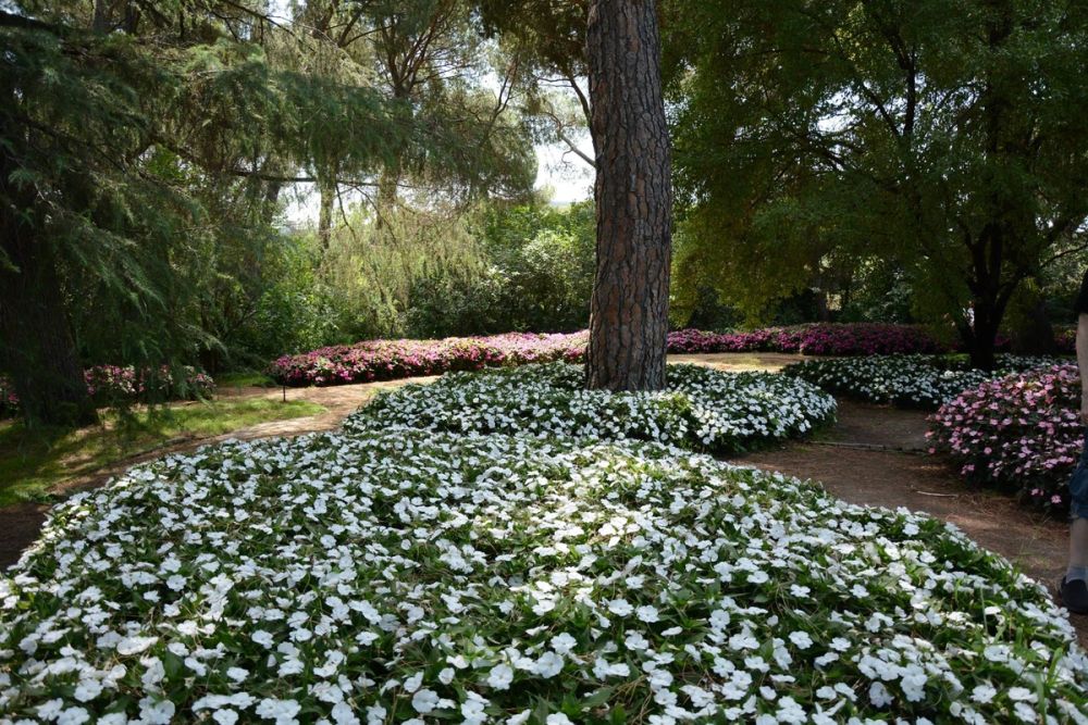 Parque de El capricho (Madrid) 2018