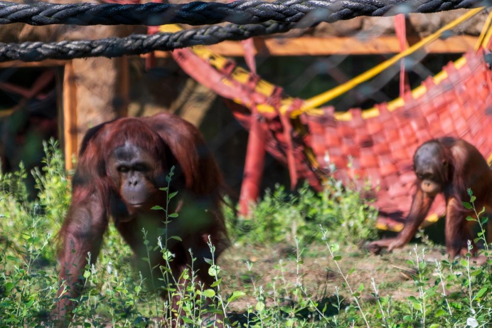 Zoo 17-08-2024
