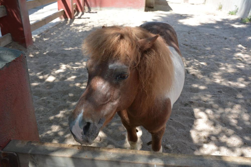 zoo 07-07-2018