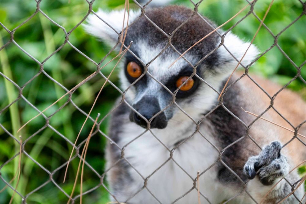 Zoo 29-07-2026