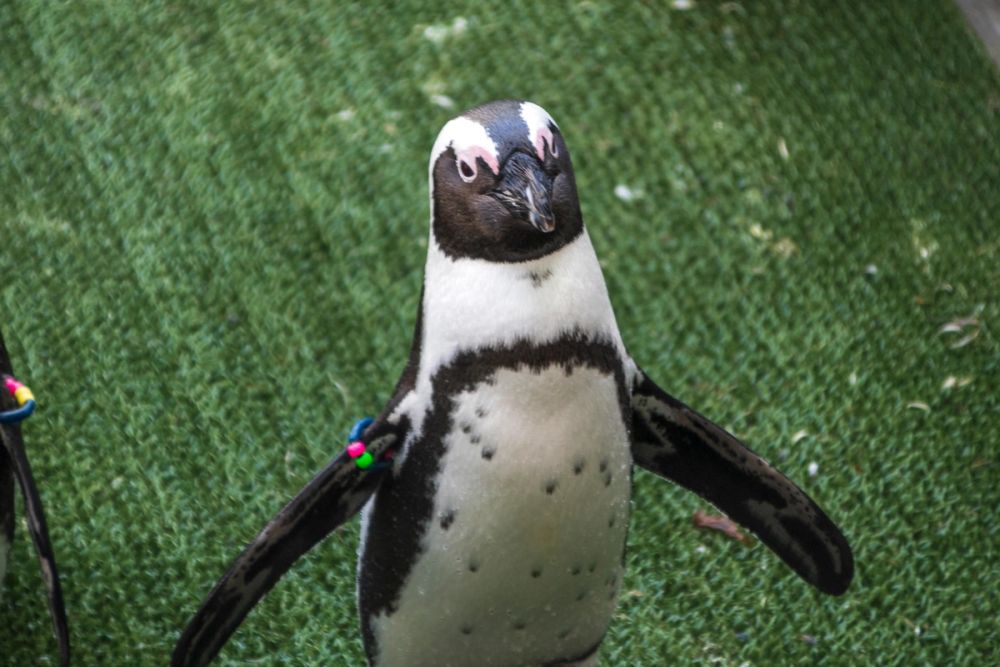 Zoo 17-08-2024