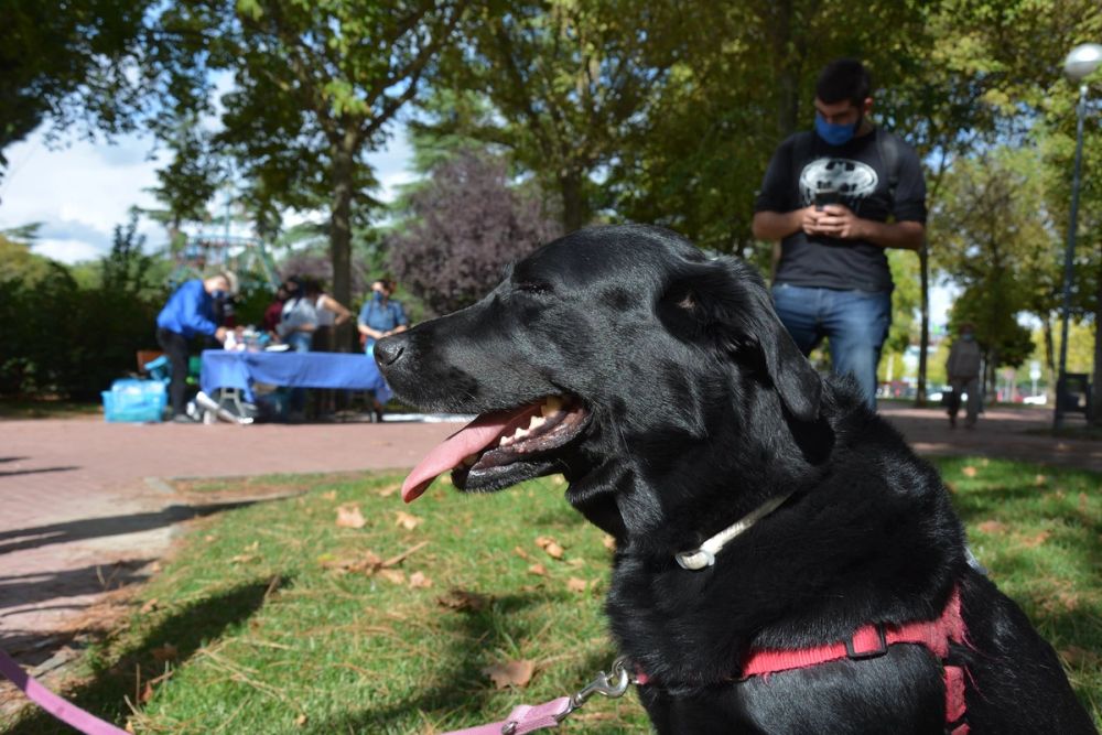 V ruta canina de Leganes 20-09-2020