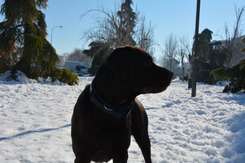 Conan en la nieve (leganes) 2021
