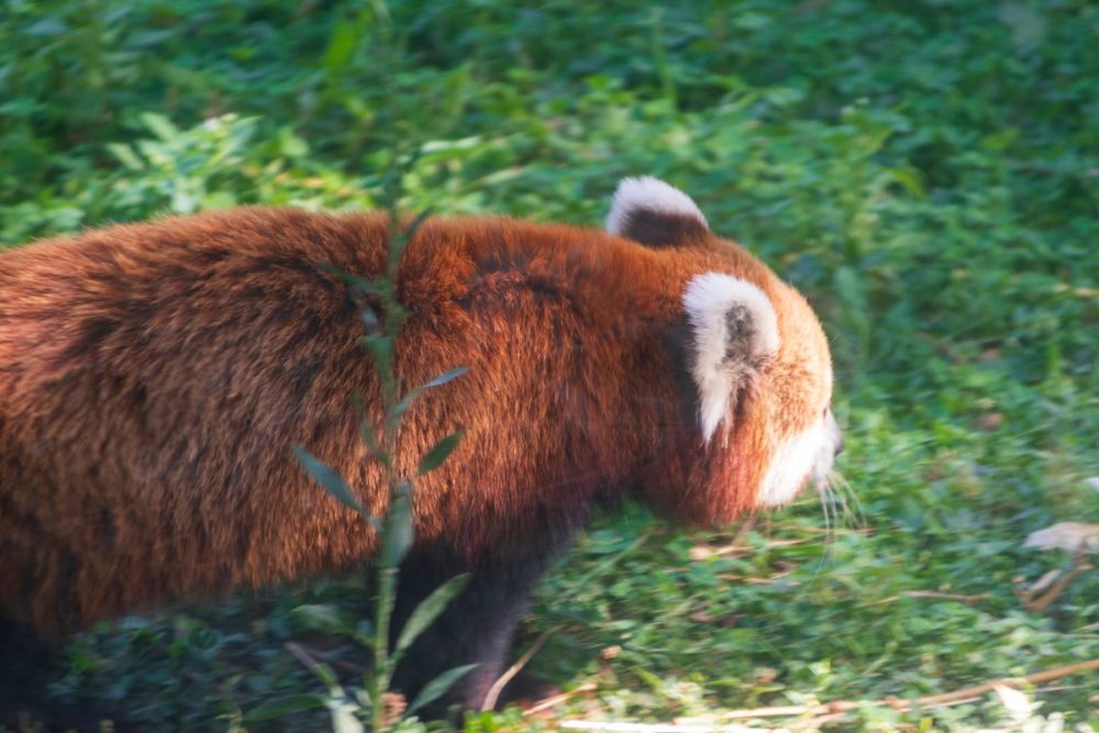 Zoo 17-08-2024