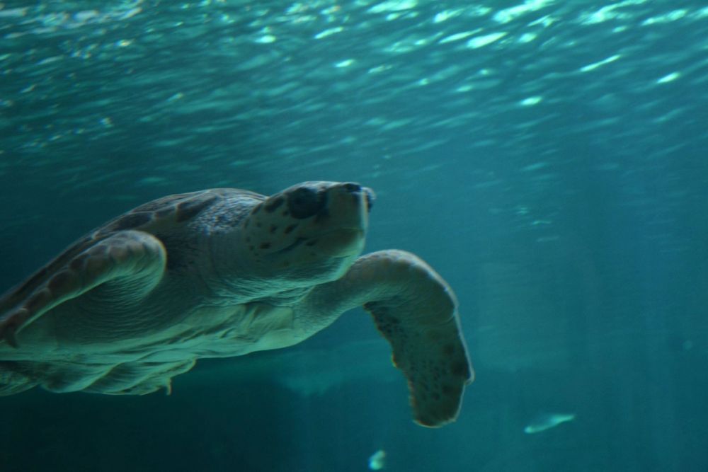 zoo 07-07-2018