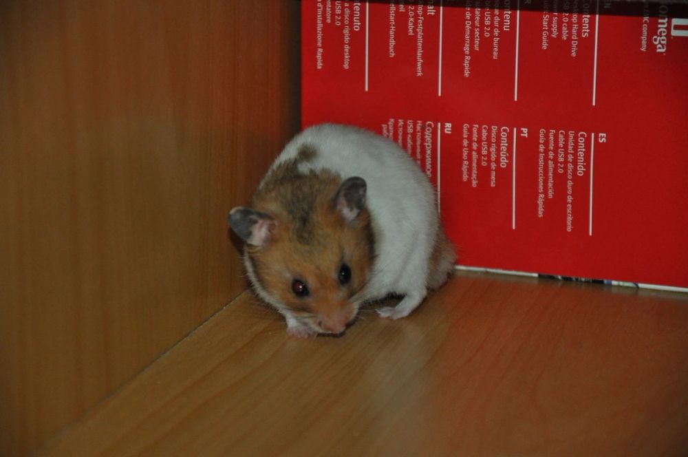 Peque y mordisquitos
