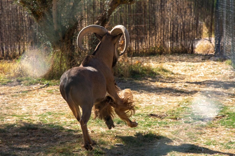 Zoo de Lillo 03-09-2022