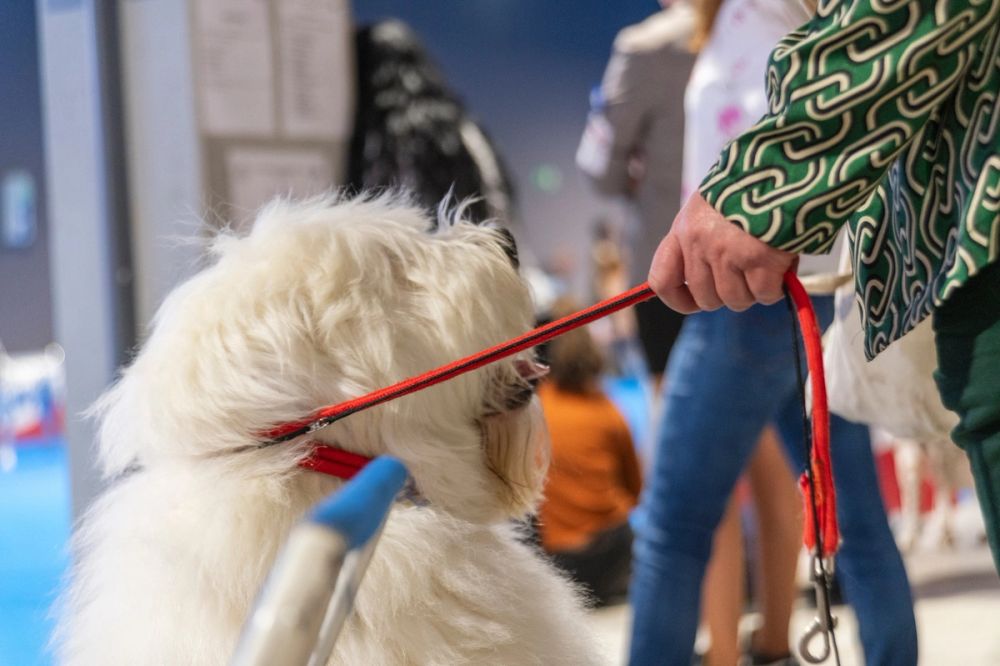 Perretes de la Exposicion canina (ciudad real) 02-06-2024