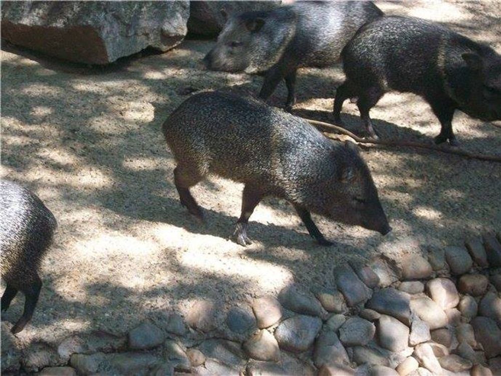 zoo 2010