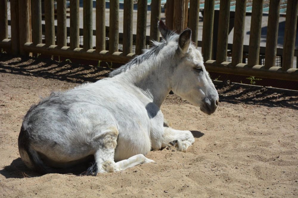 zoo 07-07-2018