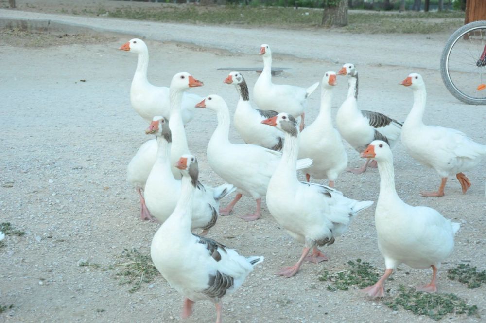 Ocas y patos en parque polvoranca (Leganes) 28-05-2015