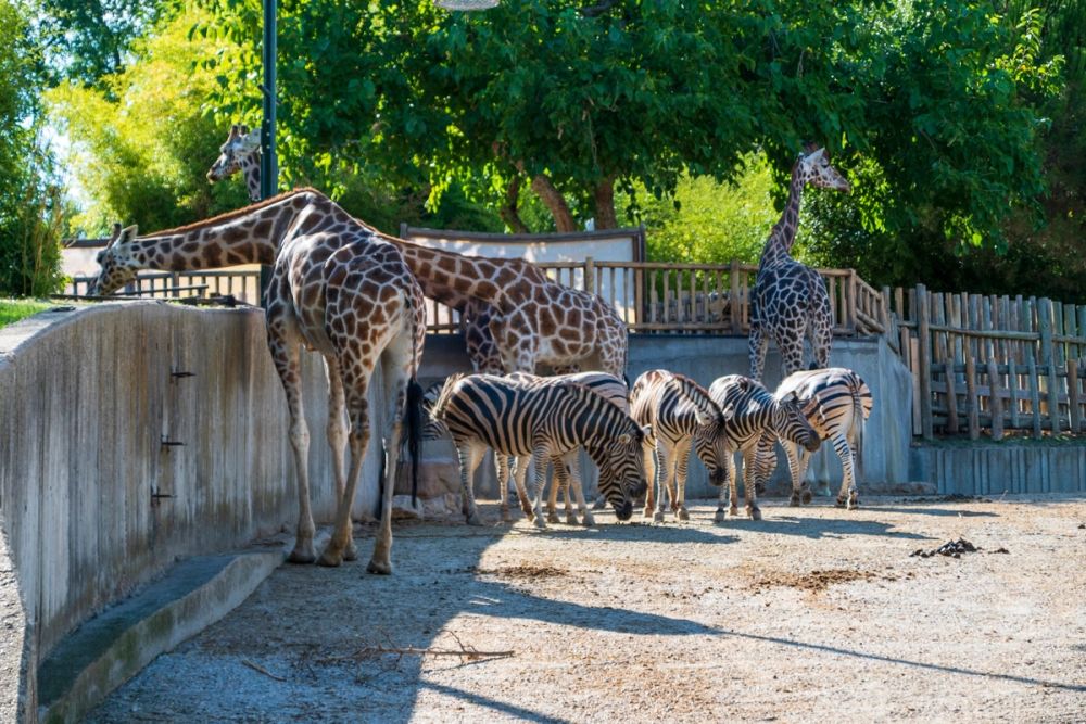 Zoo 17-08-2024