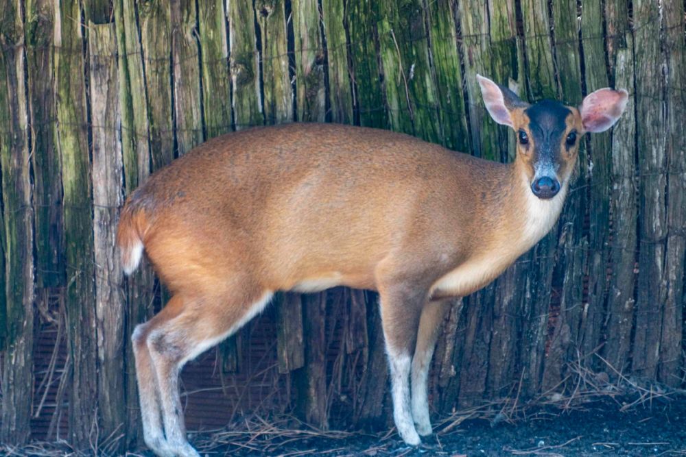 Faunia 04-08-2026