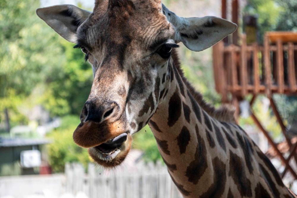 Zoo 29-07-2026