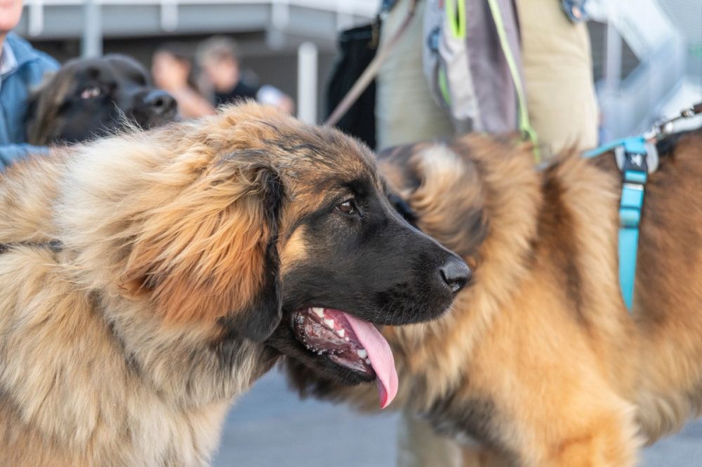 Perretes de la Exposicion canina (ciudad real) 02-06-2024