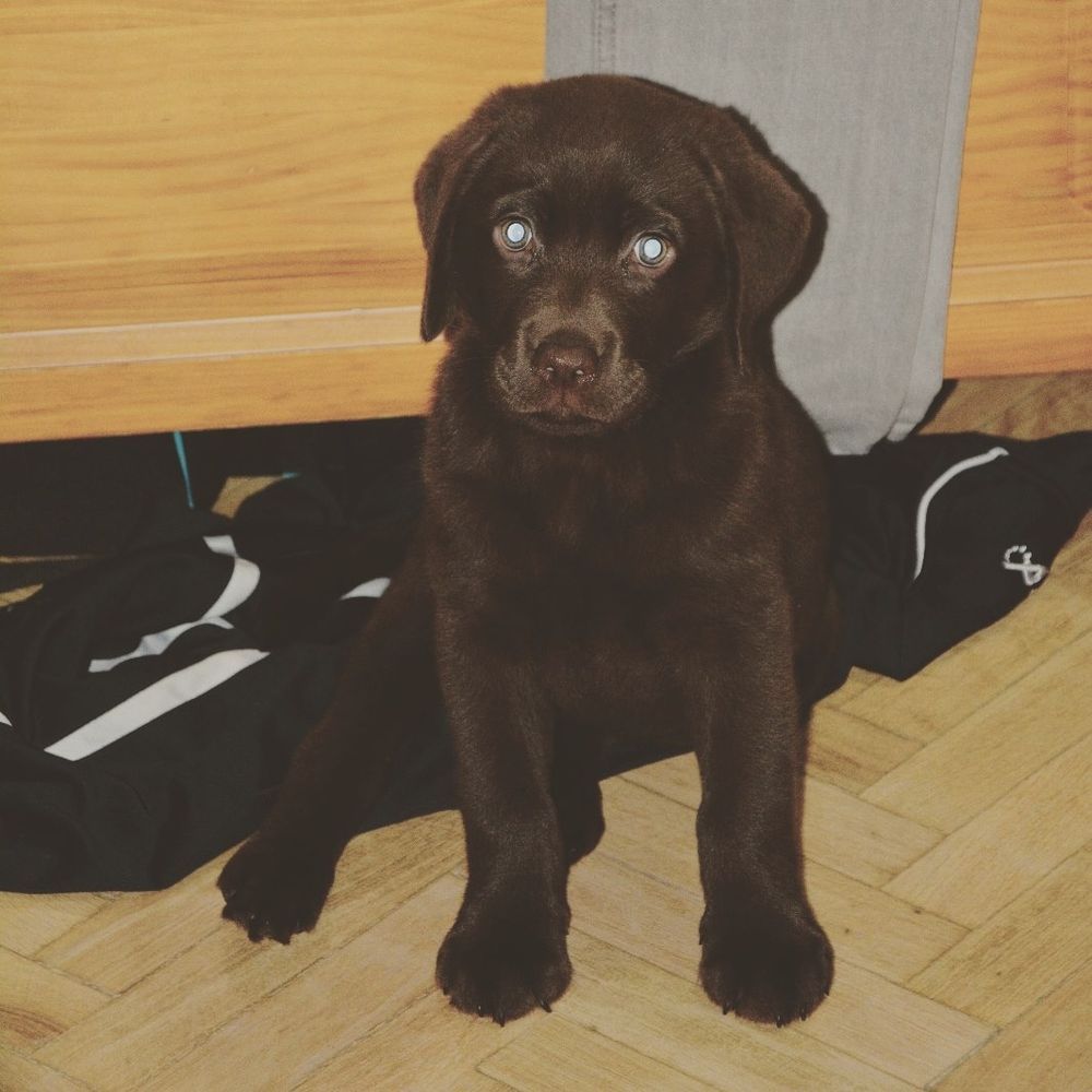 baby Conan
