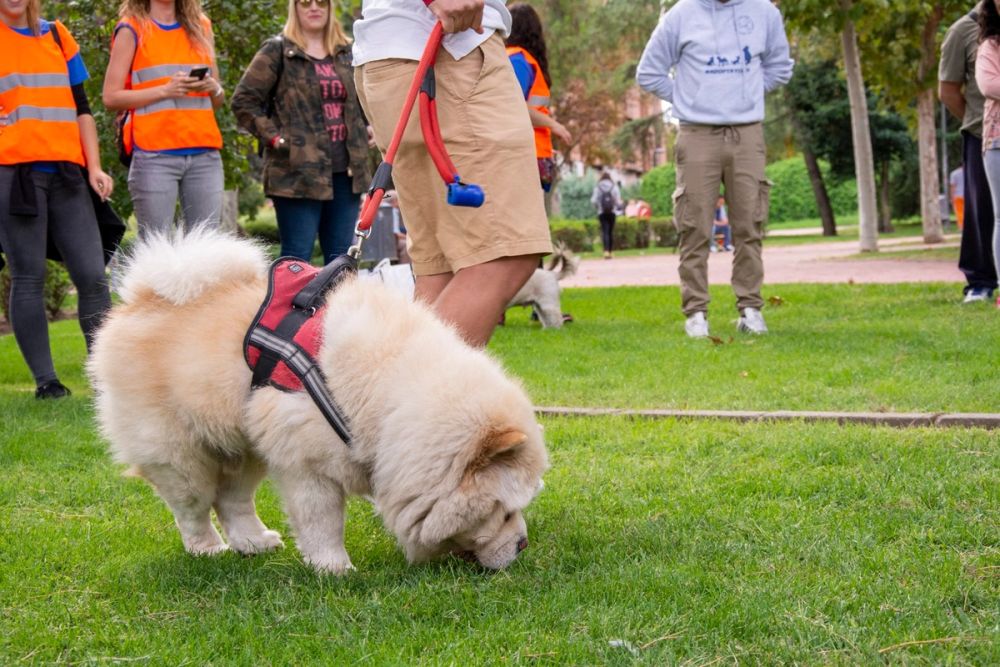 IV Ruta canina en Leganes 22-09-2019