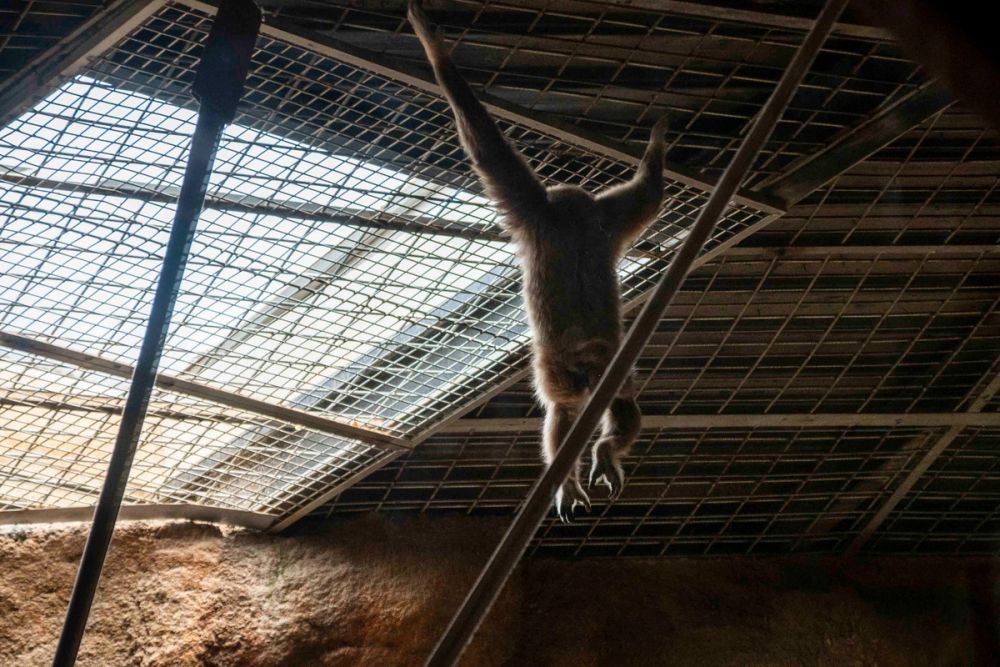 Zoo 29-07-2026