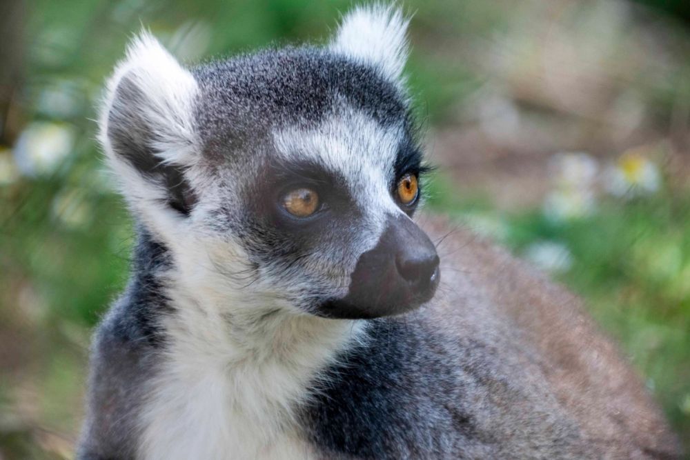 Zoo 29-07-2026