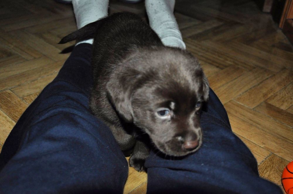 baby Conan