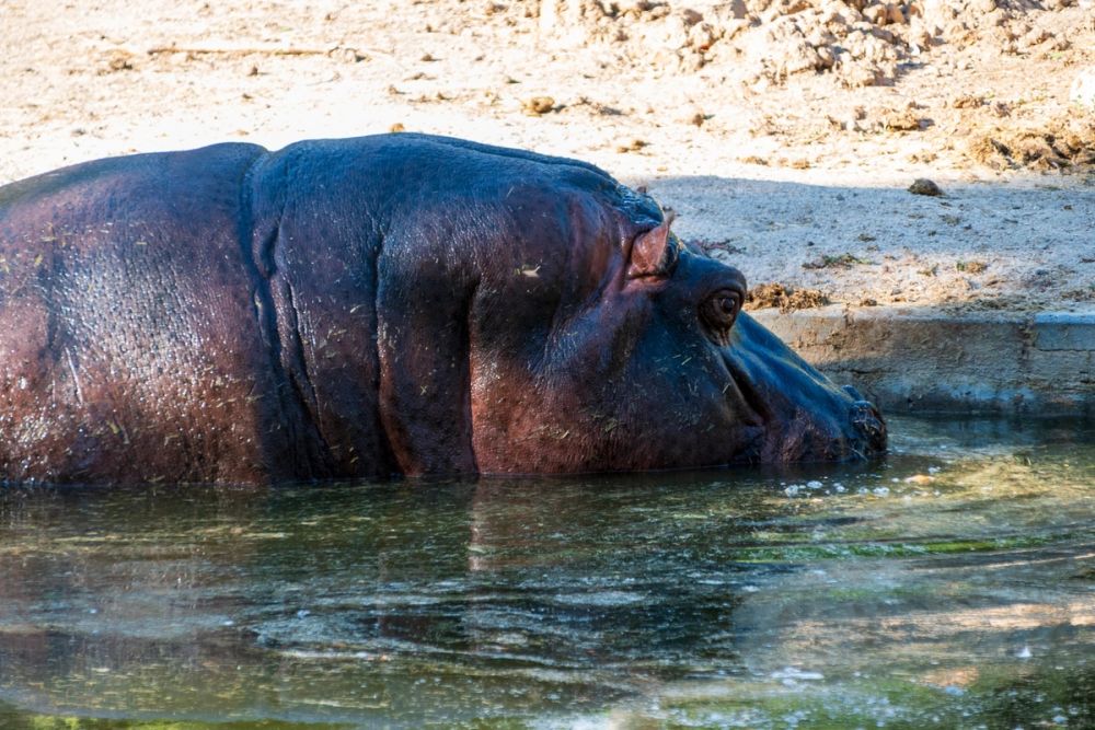 Zoo 17-08-2024