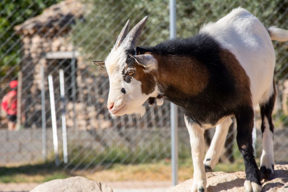 Zoo de Lillo 03-09-2022