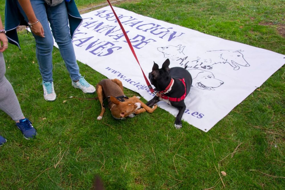 IV Ruta canina en Leganes 22-09-2019