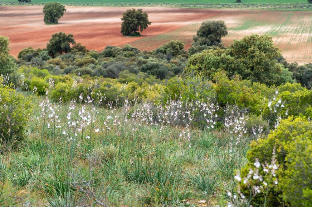 Sierra de Corral de Almaguer 03-05-2025