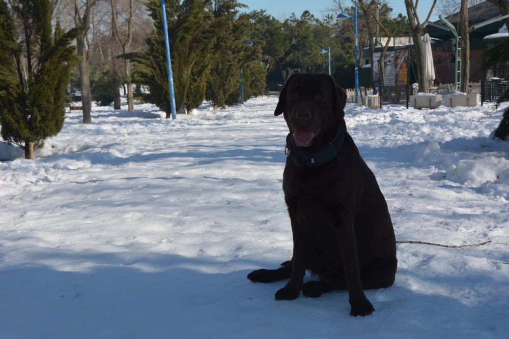 Conan en la nieve (leganes) 2021