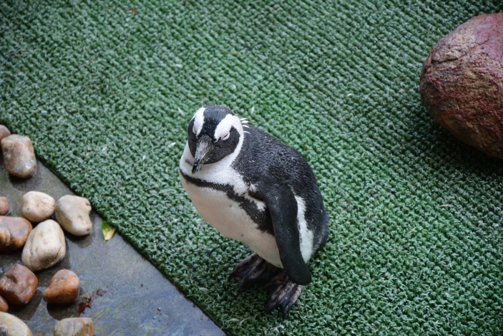 zoo 07-07-2018
