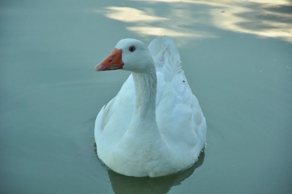 Ocas y patos en parque polvoranca (Leganes) 28-05-2015