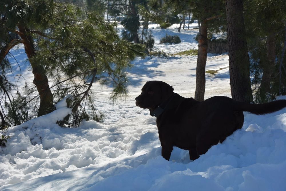 Conan en la nieve (leganes) 2021