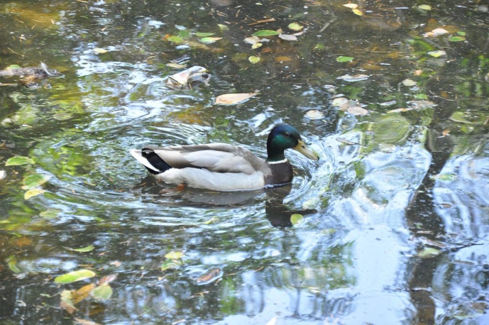 Parque del Retiro (Madrid) 30-05-2015