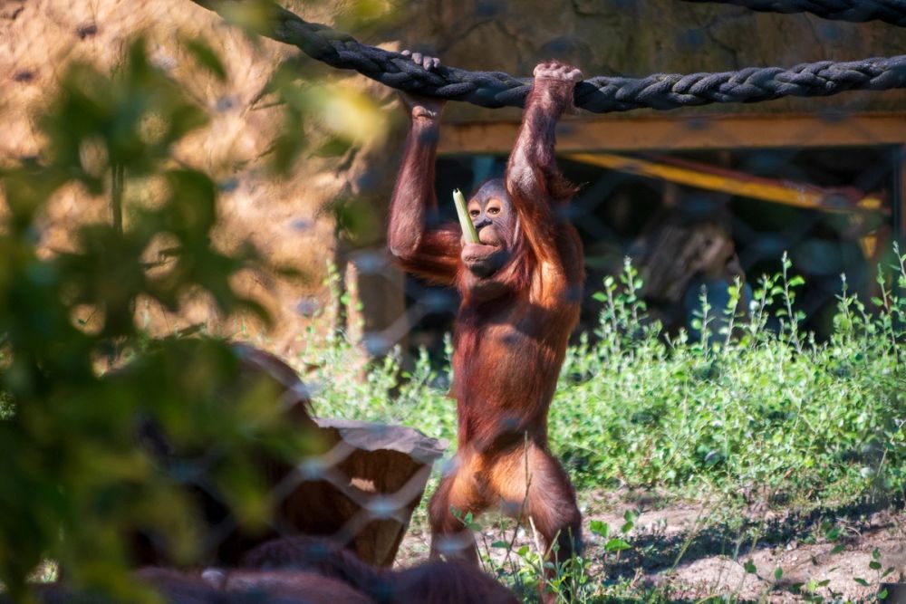 Zoo 17-08-2024