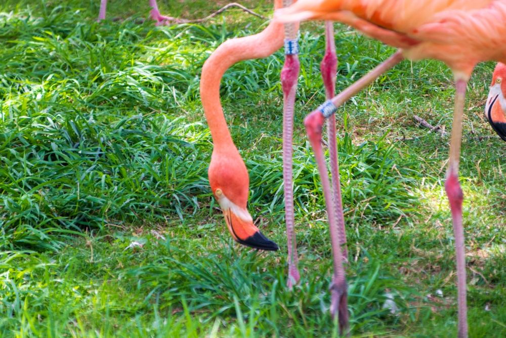 Zoo 17-08-2024