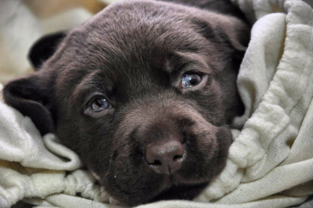 baby Conan
