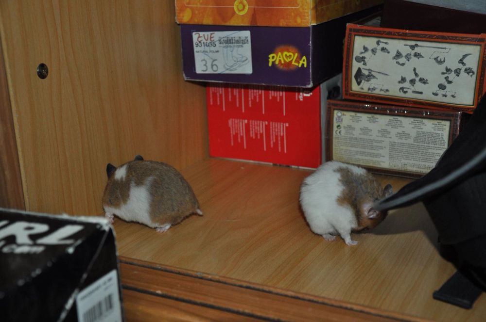 Peque y mordisquitos