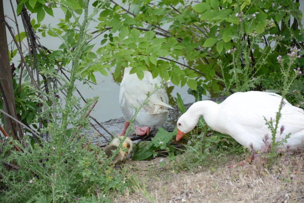 Naturaleza Parque polvoranca (Leganes) 10-06-2019