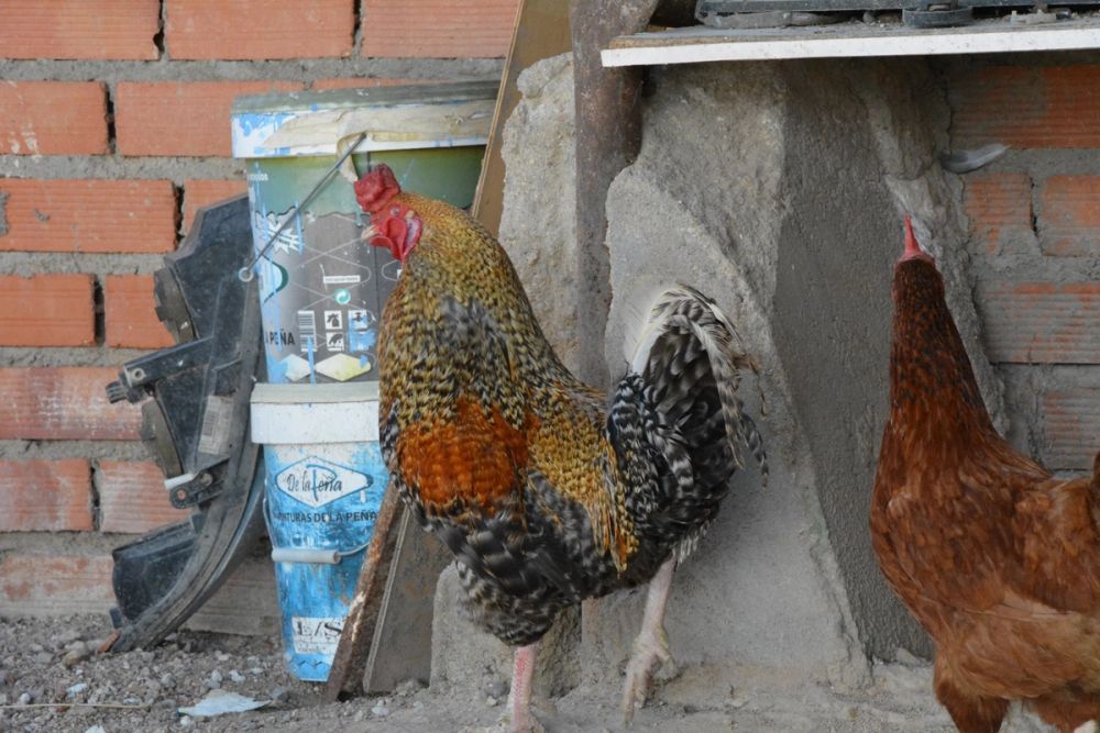 Gallinas de corral 