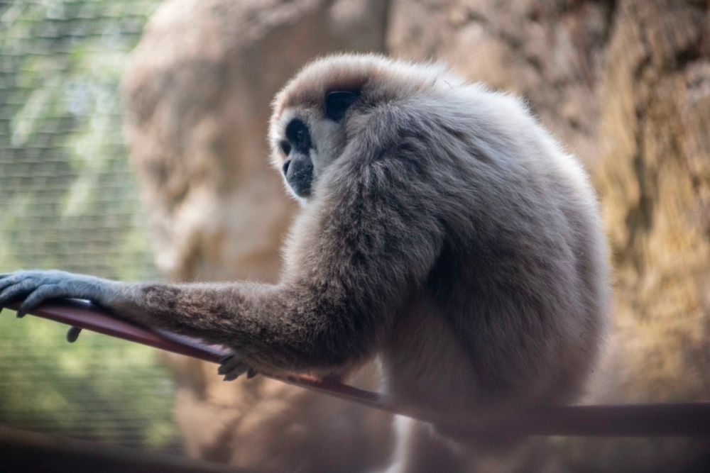 Zoo 29-07-2026