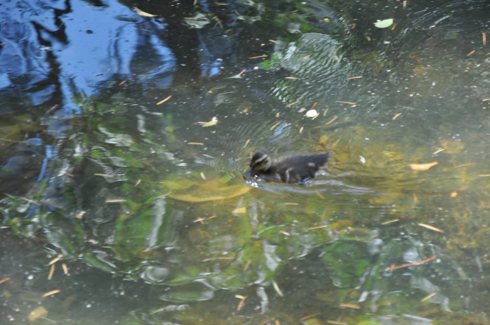 Parque del Retiro (Madrid) 30-05-2015